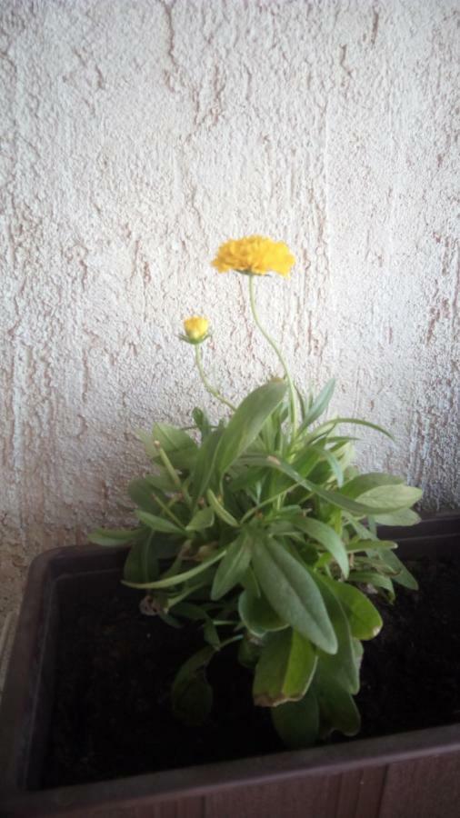 Apartment Butterfly Split - For Rest And Relaxation المظهر الخارجي الصورة