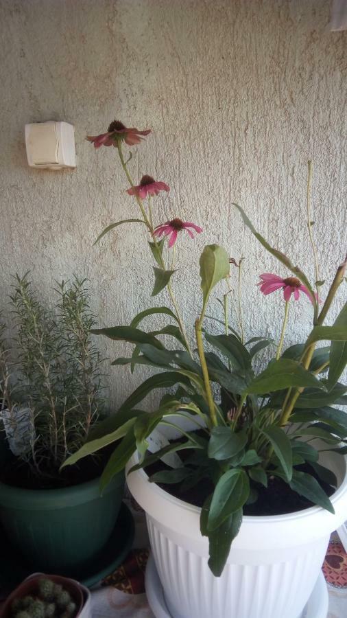 Apartment Butterfly Split - For Rest And Relaxation المظهر الخارجي الصورة